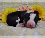 Small Photo #8 Border Collie Puppy For Sale in NORBORNE, MO, USA