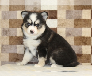 Pomsky Puppy for sale in DENVER, PA, USA
