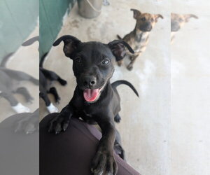Labrador Retriever-Unknown Mix Dogs for adoption in Green Forest, AR, USA
