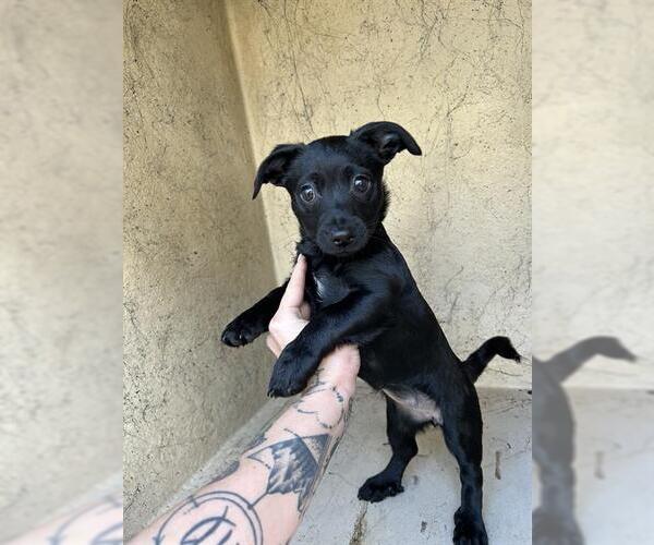 Medium Photo #1 Chiweenie Puppy For Sale in Oklahoma City, OK, USA