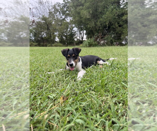 Medium Photo #2 Mutt Puppy For Sale in Conway, AR, USA