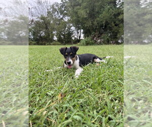 Zelda - Female Mutt Dog for Adoption - Photo #2