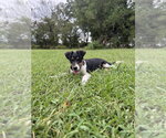 Small #1 Mutt
