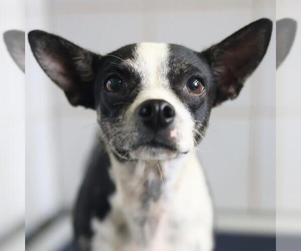 Medium Photo #1 Chihuahua-Unknown Mix Puppy For Sale in San Antonio, TX, USA