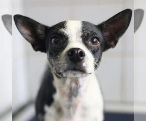 Chihuahua-Unknown Mix Dogs for adoption in San Antonio, TX, USA