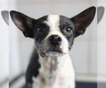 Small Chihuahua Mix