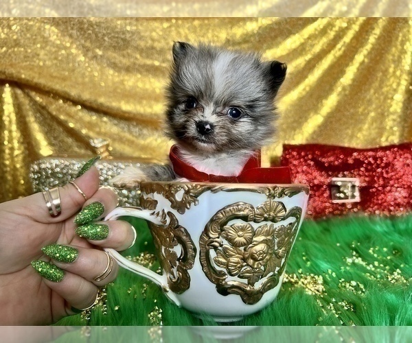 Medium Photo #33 Pomeranian Puppy For Sale in HAYWARD, CA, USA
