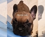 Puppy Maddy French Bulldog