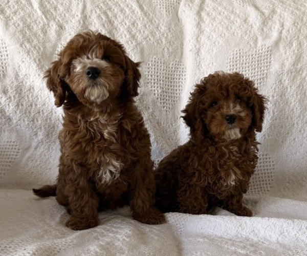 Medium Photo #5 Cavapoo (Miniature) Puppy For Sale in THORP, WI, USA