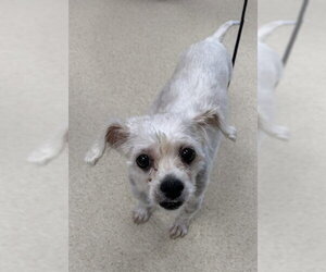 ShiChi Dogs for adoption in Brighton, CO, USA