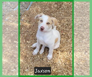 Mutt Dogs for adoption in Granbury, TX, USA