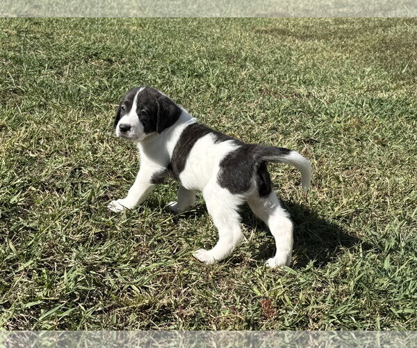 Medium Photo #2 Anatolian Shepherd-Unknown Mix Puppy For Sale in Holly Springs, NC, USA