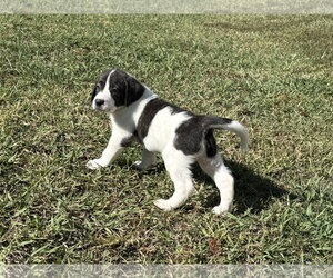 Casper - Halloween Litter - Male Anatolian Shepherd-Unknown Mix Dog for Adoption - Photo #2