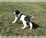 Small Photo #2 Anatolian Shepherd-Unknown Mix Puppy For Sale in Holly Springs, NC, USA