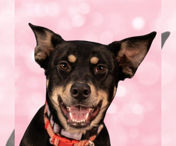 Medium Photo #5 Australian Kelpie-Unknown Mix Puppy For Sale in Lake Forest, CA, USA