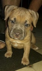 American Bully Mikelands  Puppy for sale in MINNEAPOLIS, MN, USA