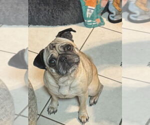 OATMEAL - Female Pug Dog for Adoption - Photo #3