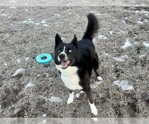 Ace - Male Border Collie-Siberian Husky Mix Dog for Adoption - Photo #3