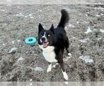Small #2 Border Collie-Siberian Husky Mix