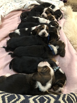 Medium Photo #4 Basset Hound Puppy For Sale in PHOENIX, AZ, USA