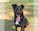 Small #3 Labrador Retriever Mix