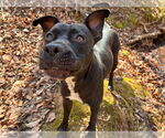 Small #7 American Pit Bull Terrier Mix