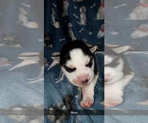 Siberian Husky Puppy for sale in ARTEMUS, KY, USA