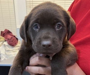 Labrador Retriever Puppy for sale in RIVERVIEW, FL, USA