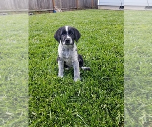 Medium Australian Shepherd-German Wirehaired Pointer Mix