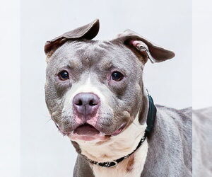 Medium American Pit Bull Terrier