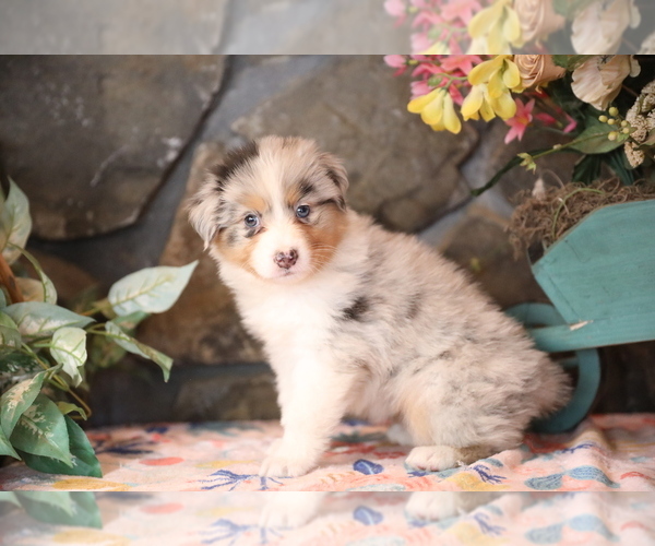 Medium Photo #2 Australian Shepherd Puppy For Sale in WESTFIELD, MA, USA