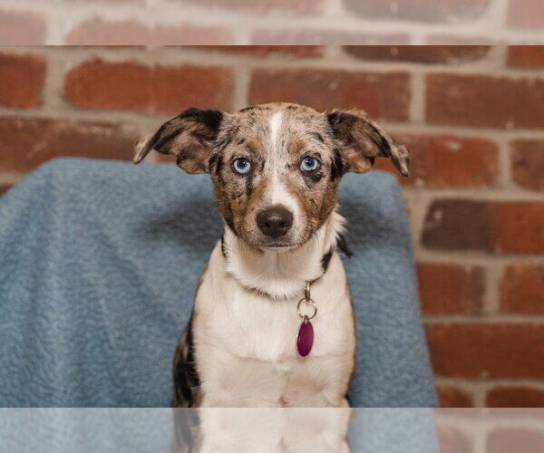 Medium Photo #3 Australian Shepherd-Chihuahua Mix Puppy For Sale in St. Louis Park, MN, USA