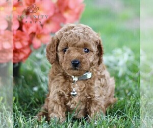 Goldendoodle (Miniature) Puppy for sale in BIRD IN HAND, PA, USA