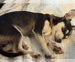 Small #1 Chihuahua Mix