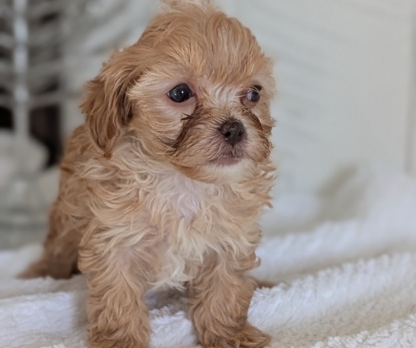 Medium Photo #8 Cavapoo (Miniature) Puppy For Sale in GOSHEN, IN, USA