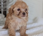 Small #7 Cavapoo (Miniature)