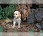 Puppy Ryker Golden Retriever