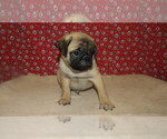 Puppy Henry Pug