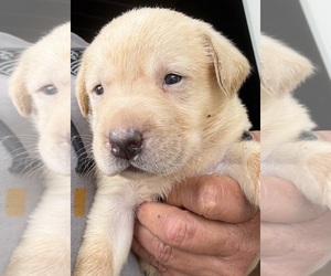Labrador Retriever Puppy for sale in OSYKA, MS, USA