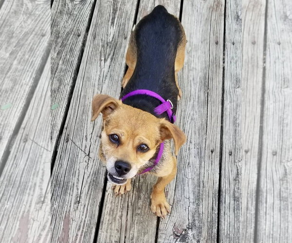 Medium Photo #1 Beagle-Unknown Mix Puppy For Sale in Mount Laurel, NJ, USA