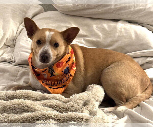 Medium Photo #4 Mutt Puppy For Sale in Bellevue, WA, USA