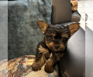 Medium Yorkshire Terrier