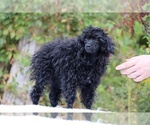 Small #7 Poodle (Toy)