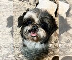 Small Photo #2 Shih Tzu Puppy For Sale in Lee's Summit, MO, USA