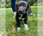 Small Great Pyrenees Mix