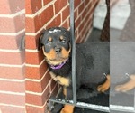 Small #35 Rottweiler