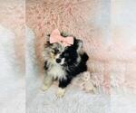 Small Photo #16 Pomeranian Puppy For Sale in PEMBROKE PINES, FL, USA