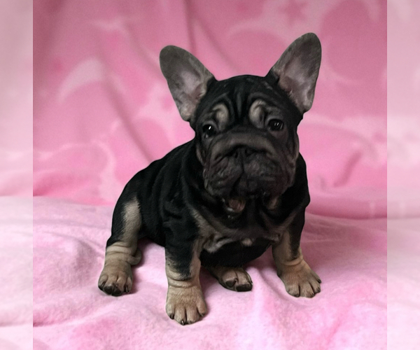 Medium Photo #2 French Bulldog Puppy For Sale in WEST COLUMBIA, TX, USA