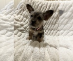 Small #2 Miniature French Schnauzer