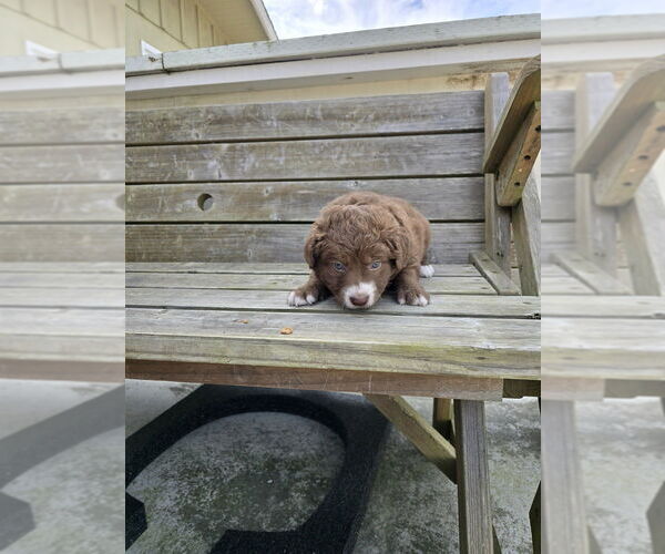 Medium Photo #1 Mutt Puppy For Sale in Pacifica, CA, USA